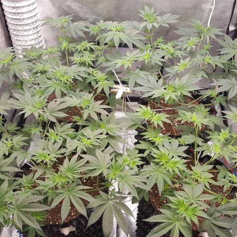 Watermelon Zkittlez X Tropicanna Cookies #1 growlog timeline photo