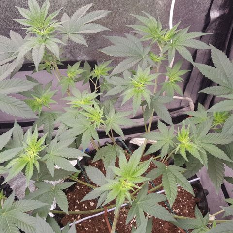 Watermelon Zkittlez X Tropicanna Cookies #1 growlog timeline photo