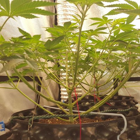 Watermelon Zkittlez X Tropicanna Cookies #1 growlog timeline photo