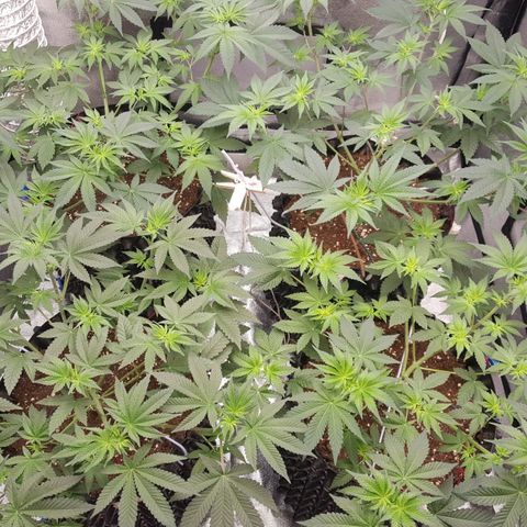 Watermelon Zkittlez X Tropicanna Cookies #1 growlog timeline photo