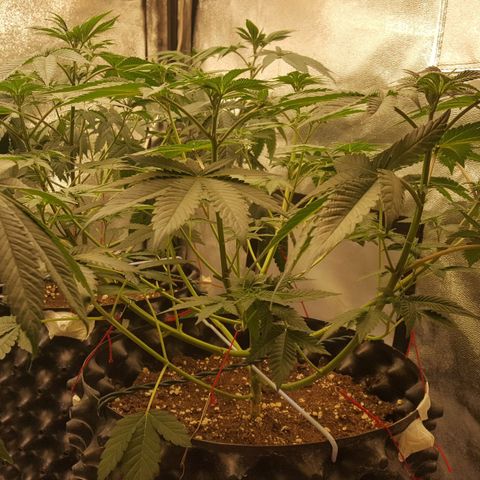 Watermelon Zkittlez X Tropicanna Cookies #1 growlog timeline photo