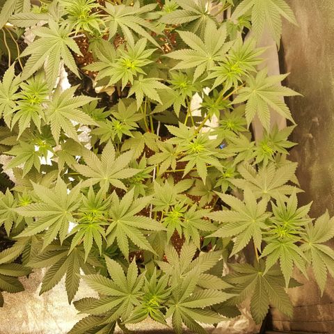 Watermelon Zkittlez X Tropicanna Cookies #1 growlog timeline photo