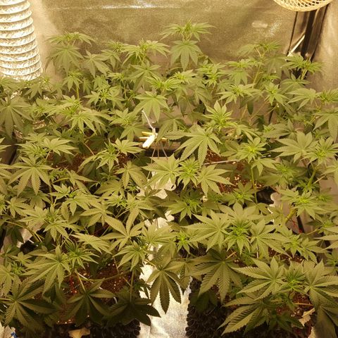 Watermelon Zkittlez X Tropicanna Cookies #1 growlog timeline photo