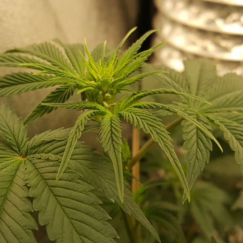 Watermelon Zkittlez X Tropicanna Cookies #1 growlog timeline photo