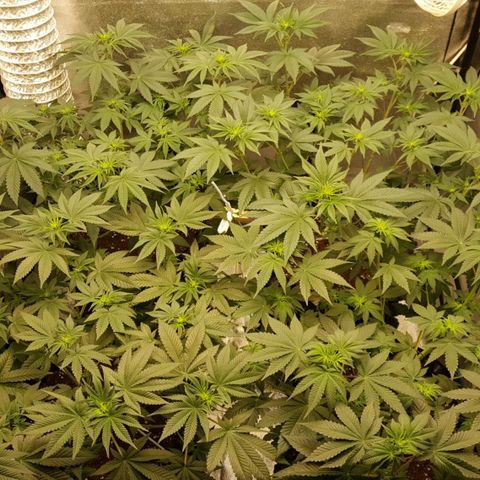 Watermelon Zkittlez X Tropicanna Cookies #1 growlog timeline photo