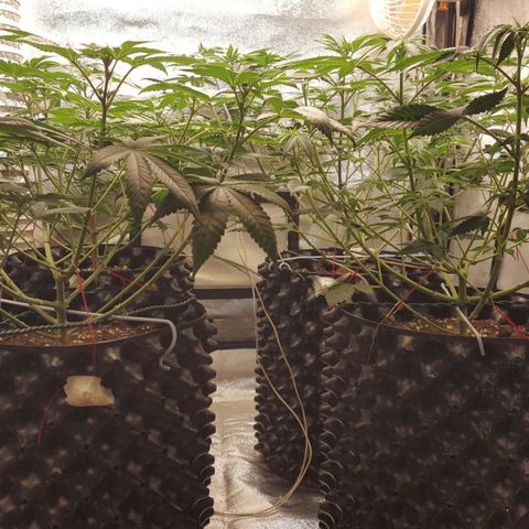 Watermelon Zkittlez X Tropicanna Cookies #1 growlog timeline photo