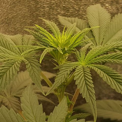 Watermelon Zkittlez X Tropicanna Cookies #1 growlog timeline photo