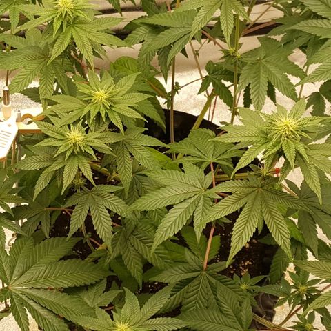 Watermelon Zkittlez X Tropicanna Cookies #1 growlog timeline photo