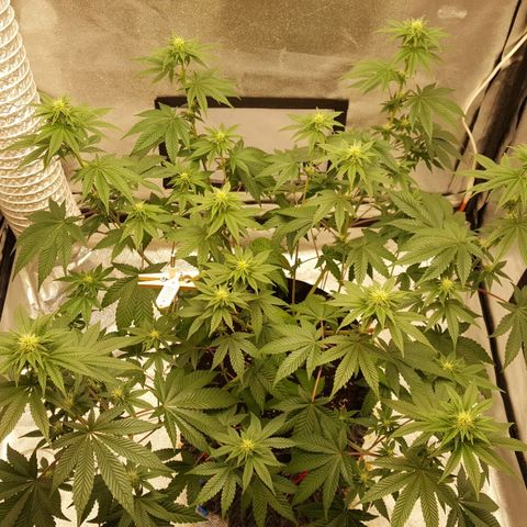 Watermelon Zkittlez X Tropicanna Cookies #1 growlog timeline photo