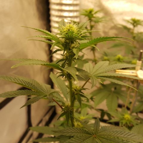 Watermelon Zkittlez X Tropicanna Cookies #1 growlog timeline photo