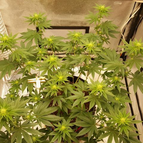 Watermelon Zkittlez X Tropicanna Cookies #1 growlog timeline photo