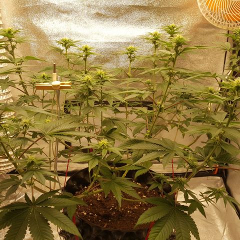 Watermelon Zkittlez X Tropicanna Cookies #1 growlog timeline photo