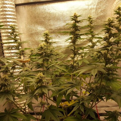 Watermelon Zkittlez X Tropicanna Cookies #1 growlog timeline photo