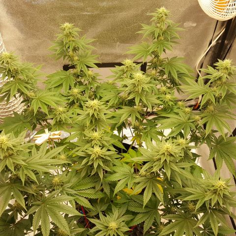 Watermelon Zkittlez X Tropicanna Cookies #1 growlog timeline photo