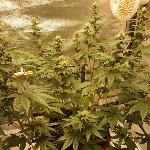 Watermelon Zkittlez X Tropicanna Cookies #1 growlog timeline photo