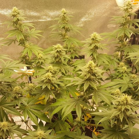 Watermelon Zkittlez X Tropicanna Cookies #1 growlog timeline photo
