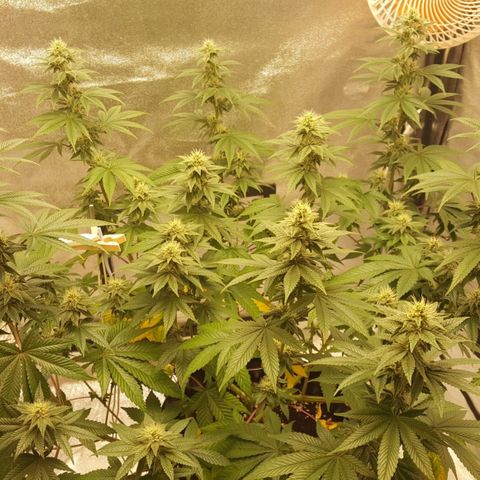Watermelon Zkittlez X Tropicanna Cookies #1 growlog timeline photo