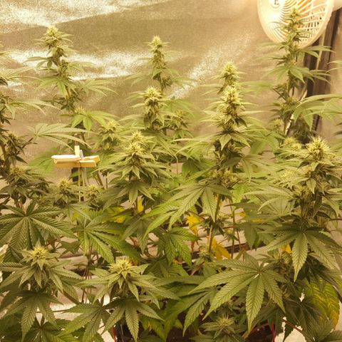 Watermelon Zkittlez X Tropicanna Cookies #1 growlog timeline photo