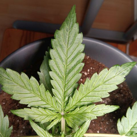 Easy Bud growlog timeline photo