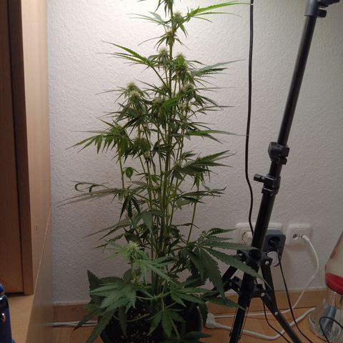 Easy Bud growlog timeline photo