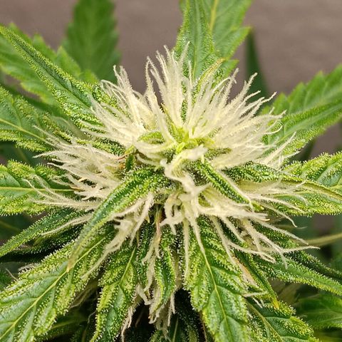 Easy Bud growlog timeline photo
