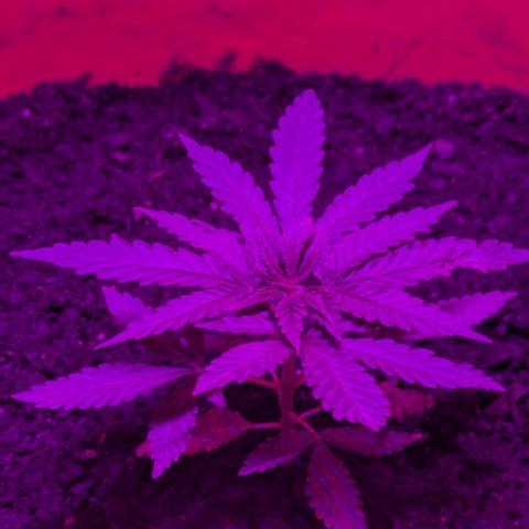 BIG BURTHA growlog timeline photo