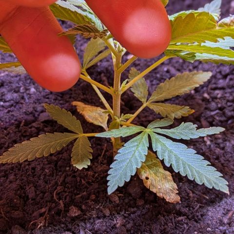 BIG BURTHA growlog timeline photo