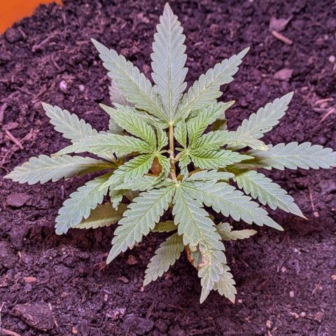 BIG BURTHA growlog timeline photo