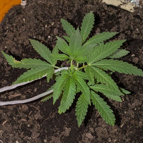 BIG BURTHA growlog photo: training started