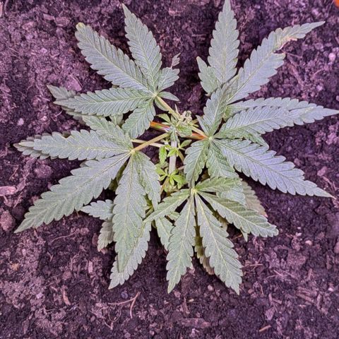 BIG BURTHA growlog photo: Inner leaves growing .