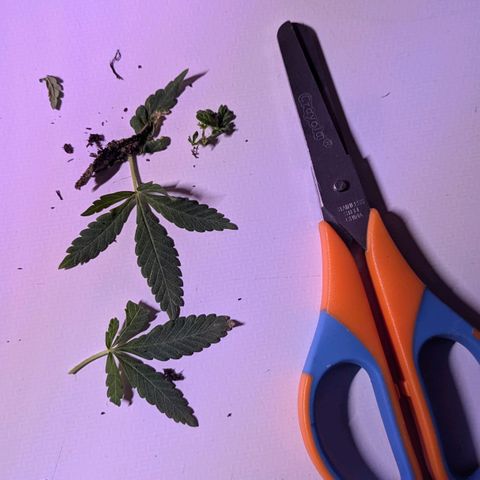 BIG BURTHA growlog photo: Trimmed 2nd node to free up inners of stock.