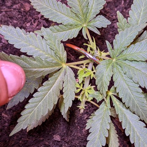 BIG BURTHA growlog photo: Trimmed 2nd node to free up inners of stock.