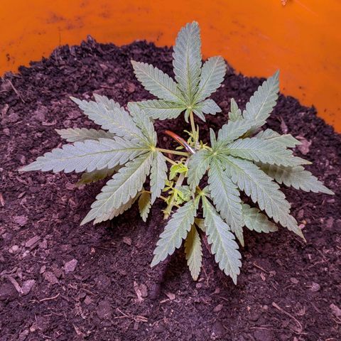 BIG BURTHA growlog timeline photo