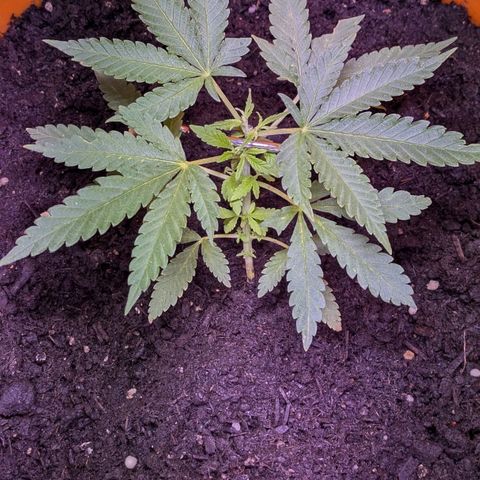BIG BURTHA growlog timeline photo