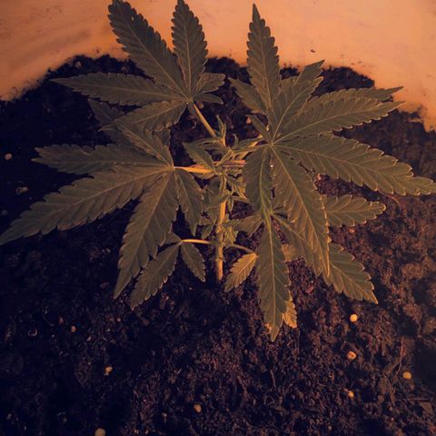 BIG BURTHA growlog timeline photo