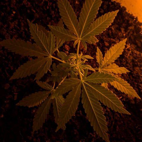 BIG BURTHA growlog timeline photo