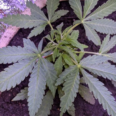 BIG BURTHA growlog timeline photo