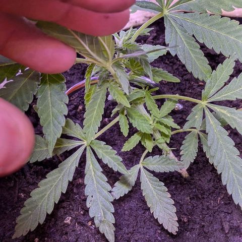 BIG BURTHA growlog timeline photo