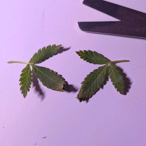 BIG BURTHA growlog photo: Two closer 3 leaf leaves that were trimmed from the bottom of plant.
