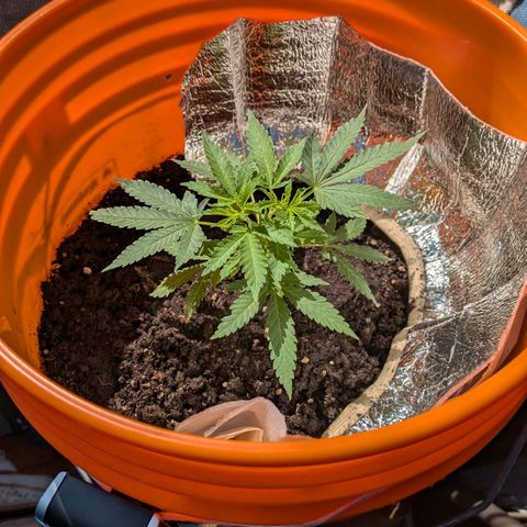 BIG BURTHA growlog timeline photo