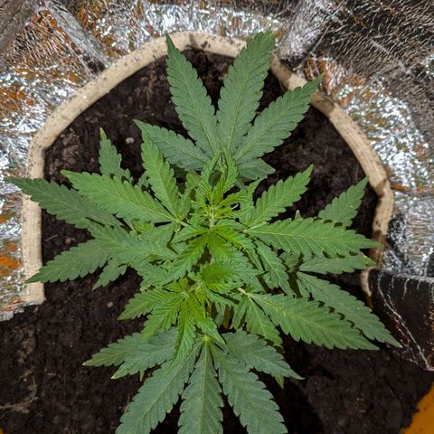 BIG BURTHA growlog timeline photo