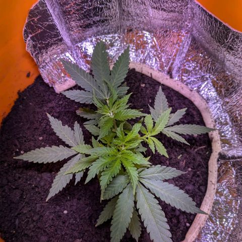 BIG BURTHA growlog timeline photo