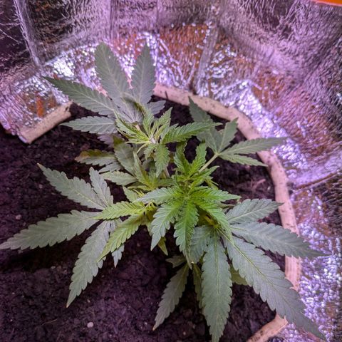 BIG BURTHA growlog timeline photo