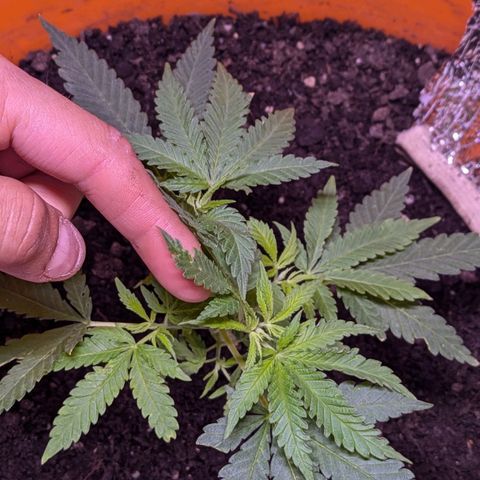 BIG BURTHA growlog photo: Starting stage one Bloom feed tmrw morning if dry enough . 