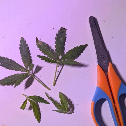 BIG BURTHA growlog photo: Starting stage one Bloom feed tmrw morning if dry enough . 