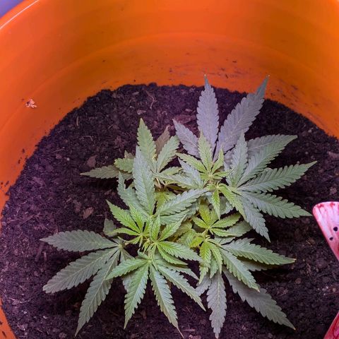 BIG BURTHA growlog timeline photo