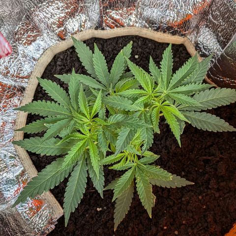 BIG BURTHA growlog photo: Moved too get sunlight