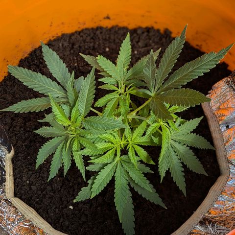 BIG BURTHA growlog photo: Moved too get sunlight