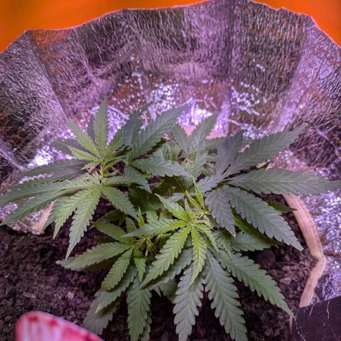 BIG BURTHA growlog timeline photo