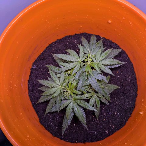 BIG BURTHA growlog timeline photo